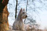 SCOTTISH TERRIER 003